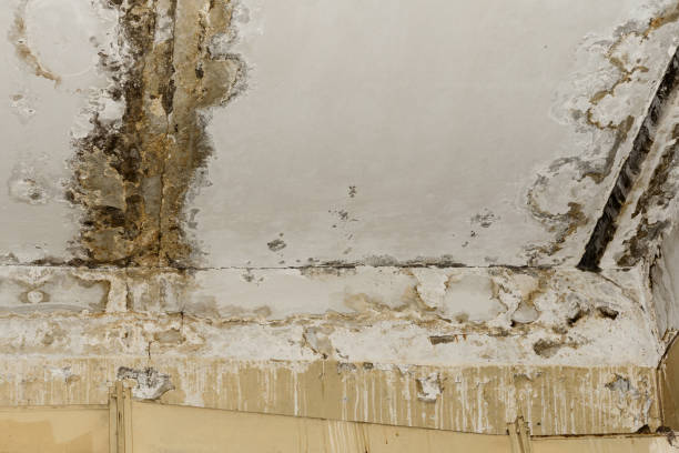 Best Attic Mold Removal  in East Pittsburgh, PA