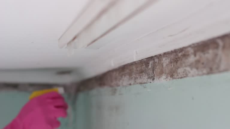 Best Emergency Mold Remediation  in East Pittsburgh, PA